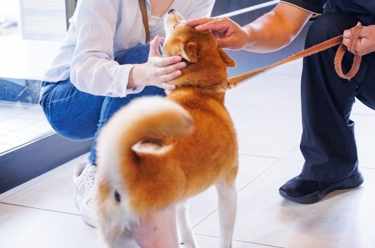 フォースプレート（床反力計）による犬の歩行解析検査