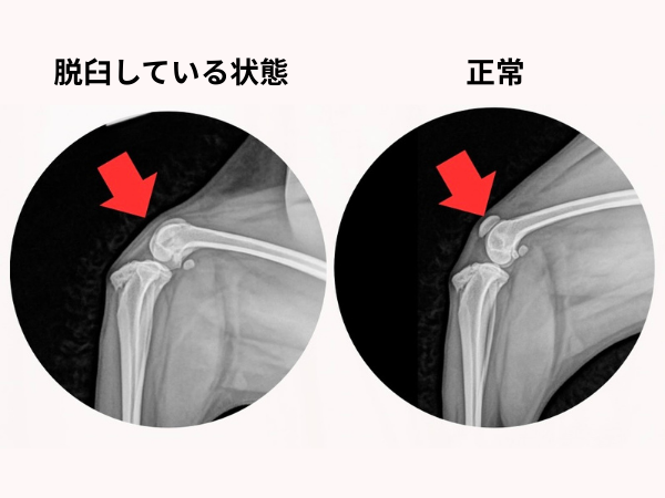 脱臼している状態のレントゲン写真