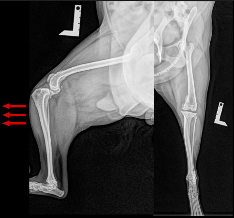 前十字靭帯断裂のレントゲン写真