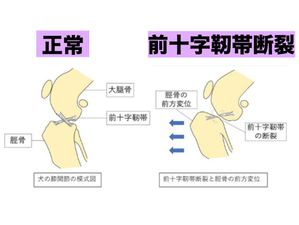 前十字靭帯断裂・術前レントゲン写真