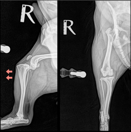 前十字靭帯断裂・術前レントゲン写真