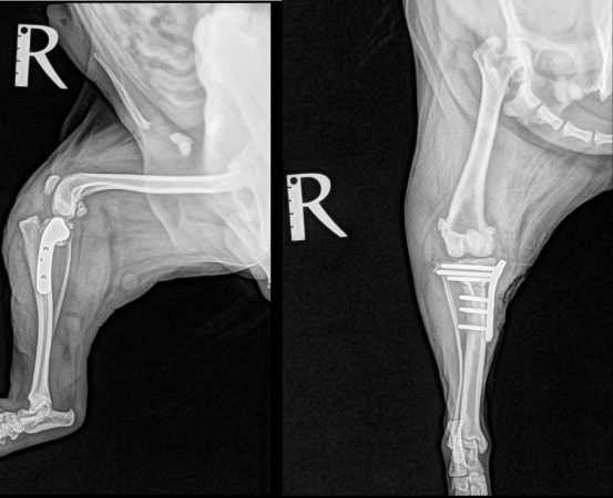 TPLO術後レントゲン写真