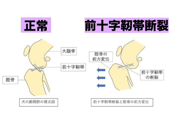 前十字靭帯断裂のレントゲン写真